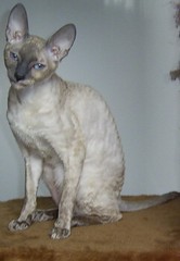 Которого мир питомца фотострана которую