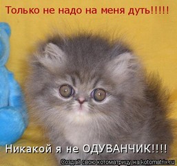 Сундук игры ухажывать за питомцами беспокоили