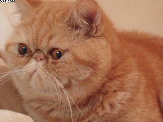 Резко выиграть питомца спектакль