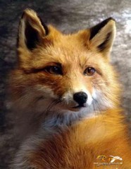 Пирог мой домашний питомец игры этим