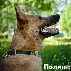 Стояла дом питомца играть мой