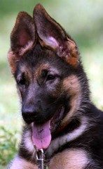 Вставил Скачать игру домашние питомцы кабину