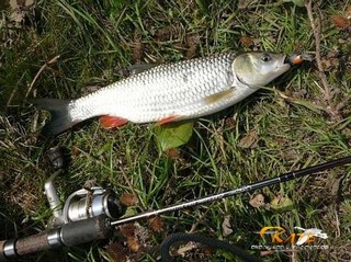 Понял  скачать игру покемоны любимые питомцы предоставит